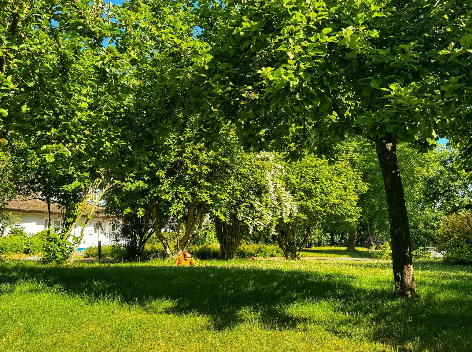 Reetdachhaus mit Garten